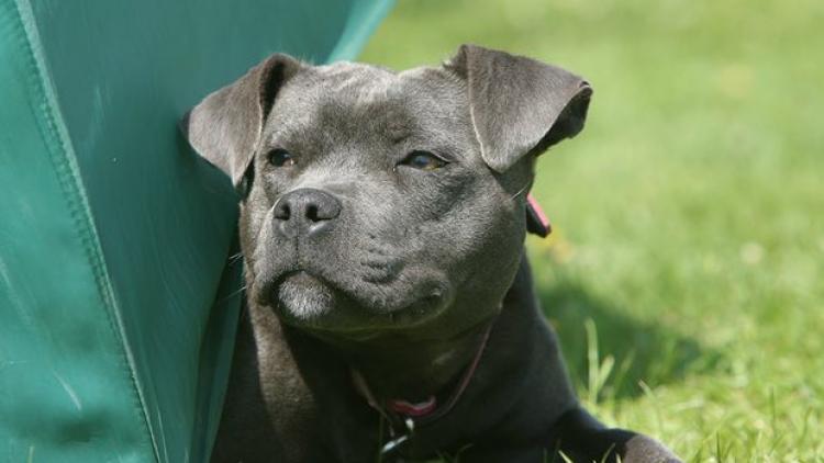 ಬಿಬಿಸಿ ಸಂದರ್ಶನದ ವೇಳೆ ಒಡೆಯನನ್ನೇ ಕಚ್ಚಿ ಕೊಂದ ಸಾಕು ನಾಯಿ!